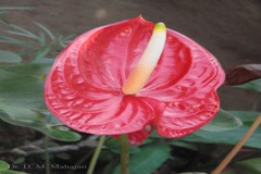 Anthurium andraeanum